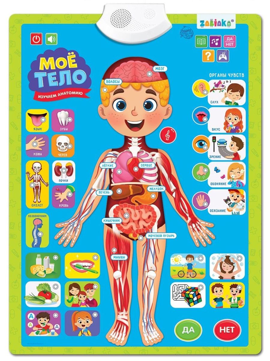 Плакат «Изучаем анатомию: Моё тело»