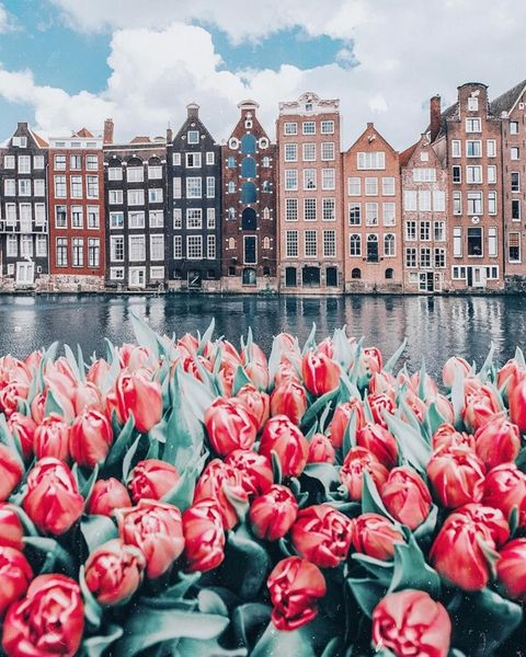 Алмазная мозаика Голландские тюльпаны